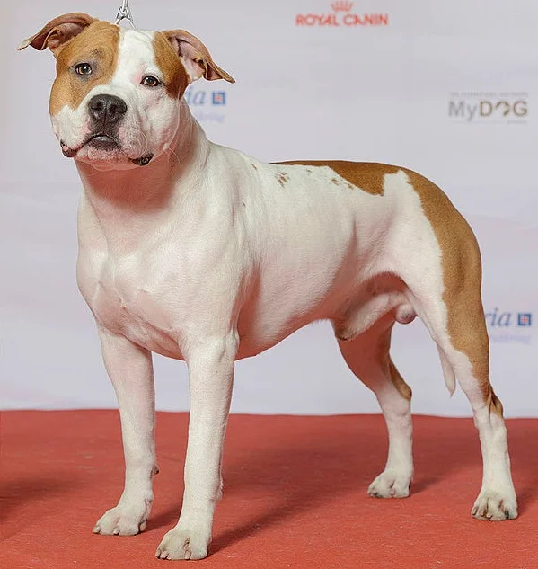 American Staffordshire Terrier - Terrier breed known for being Affectionate and Intelligent