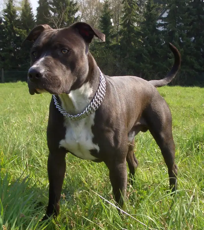American Staffordshire Terrier photo thumbnail 2