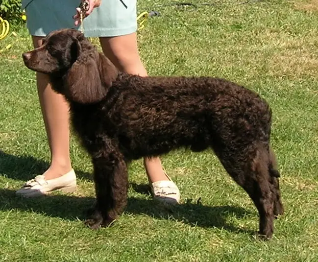 American Water Spaniel, a 87% match to Flat-coated Retriever