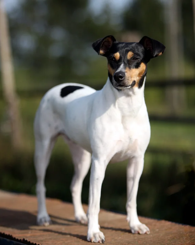 Andalusian Terrier, a 90% match to Welsh Hound