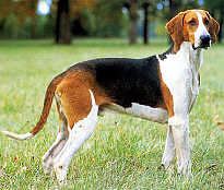 Anglo-Francais de Petite Venerie - Scenthounds breed known for being Alert and Energetic