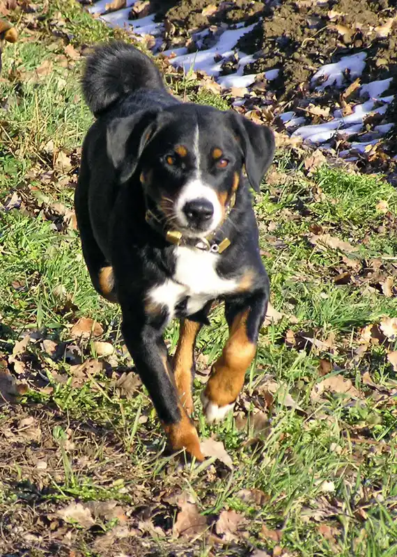 Appenzeller Sennenhund photo thumbnail 1