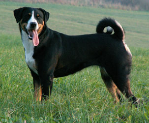 Appenzeller Sennenhund photo thumbnail 2