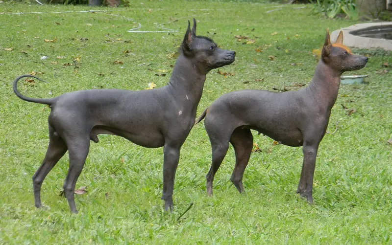 Argentine Pila - Working breed known for being Affectionate and Energetic