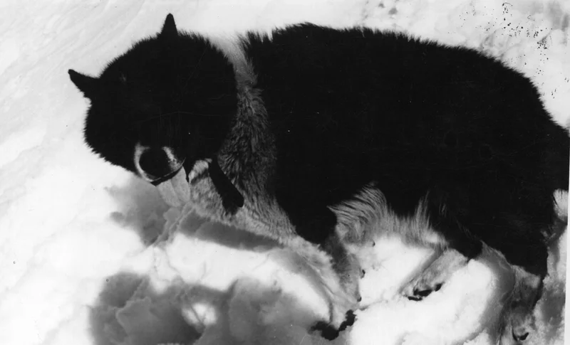 Argentine Polar Dog - Working breed known for being Energetic and Intelligent