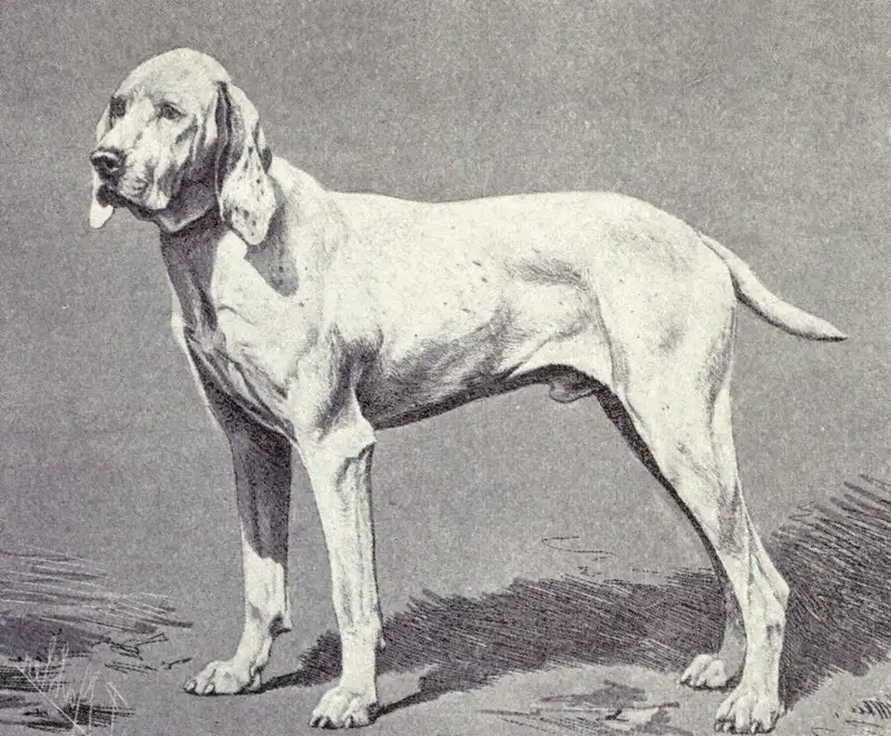Ariege Pointer Dog Breed Information & Characteristics | Snoutastic