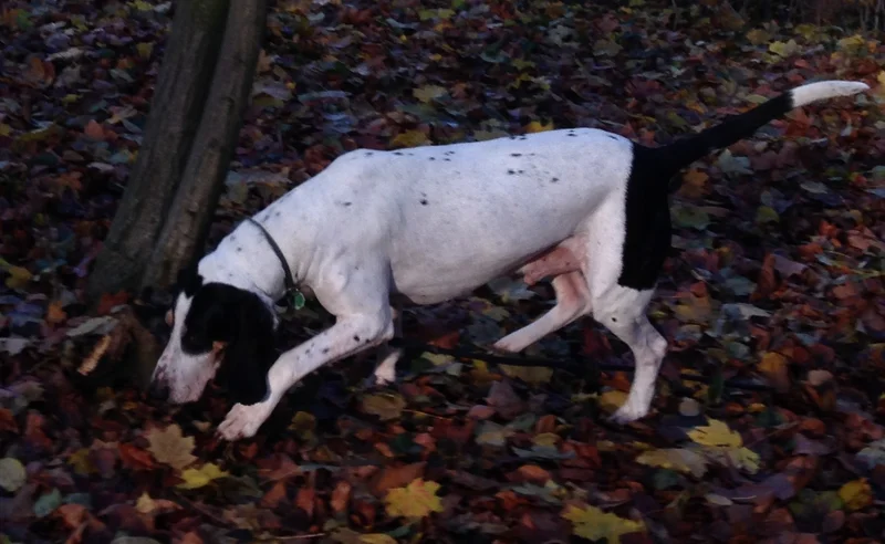 Ariegeois - Hound breed known for being Affectionate and Energetic
