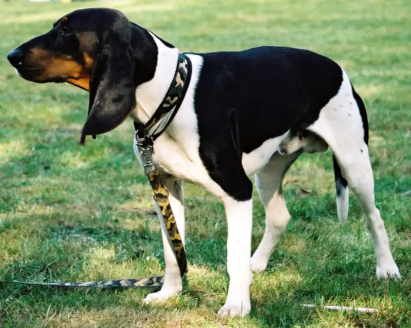 Ariegeois, a 89% match to Podenco Valenciano