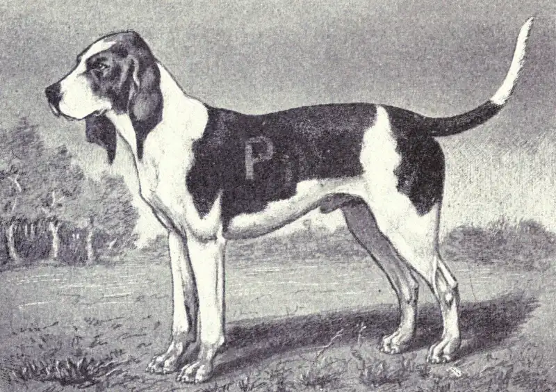 Artois Hound, a 88% match to Alpine Dachsbracke