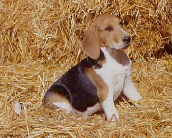 Artois Hound photo thumbnail 2