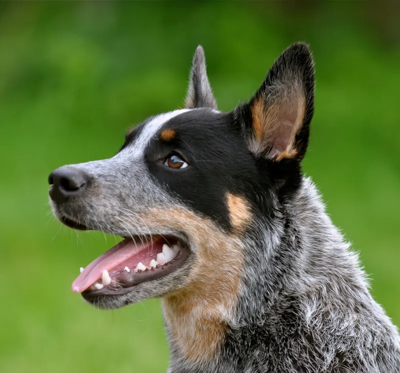Australian Cattle Dog - Herding breed, Energetic and Intelligent