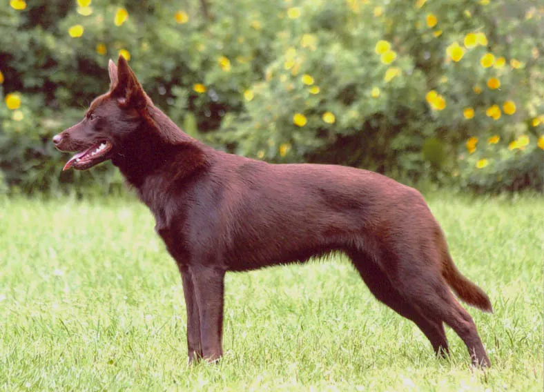 Australian Kelpie - Herding breed, Energetic and Independent