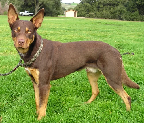 Australian Kelpie photo thumbnail 2