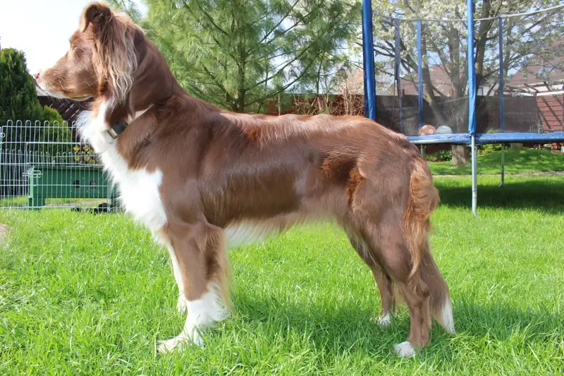 Australian Shepherd - Herding breed, Energetic and Intelligent