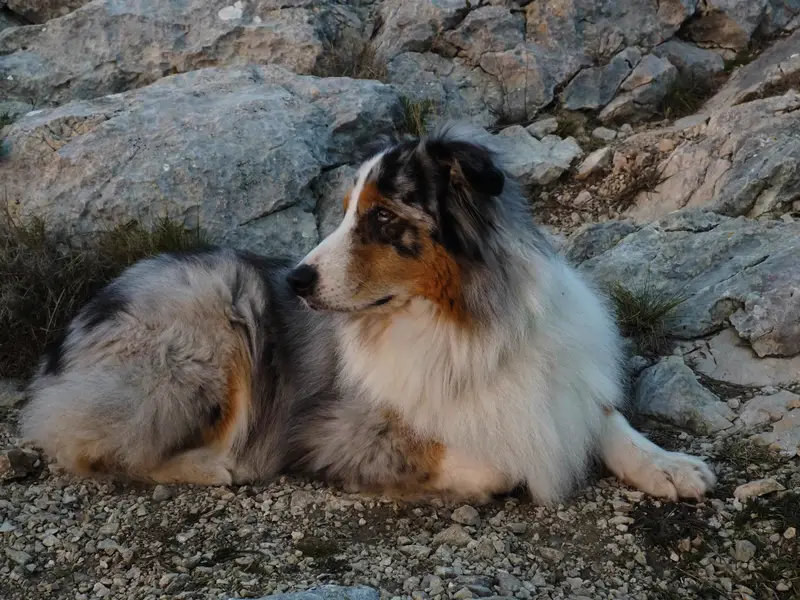 Australian Shepherd photo thumbnail 3