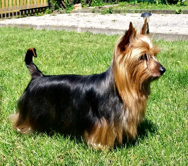 Australian Silky Terrier - Toy breed known for being Affectionate and Alert