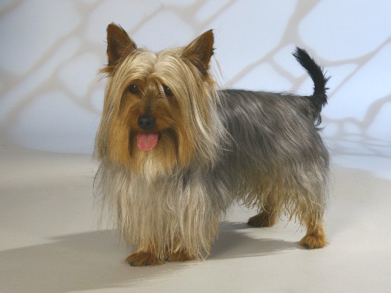 Australian Silky Terrier photo thumbnail 2