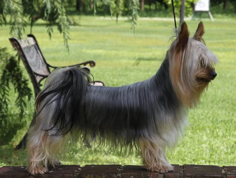 Australian Silky Terrier, a 88% match to Affenpinscher