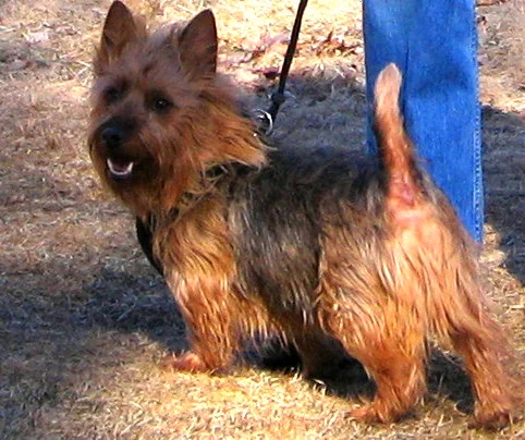 Australian Terrier photo thumbnail 1