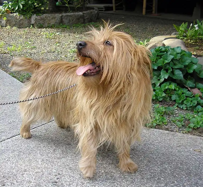 Australian Terrier, a 89% match to Abyssinian Sand Terrier