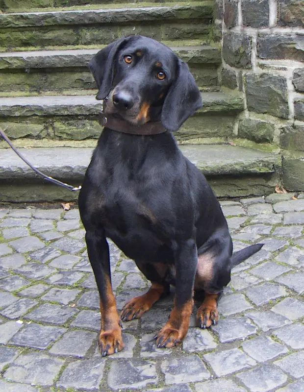 Austrian Black and Tan Hound, a 86% match to Chien-gris