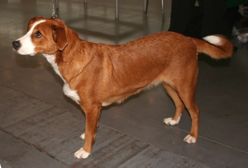Austrian Pinscher, a 84% match to Shar Pei