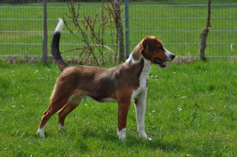 Austrian Pinscher photo thumbnail 2