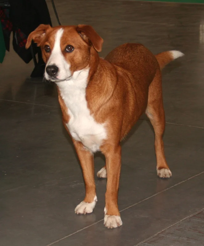 Austrian Pinscher photo thumbnail 3