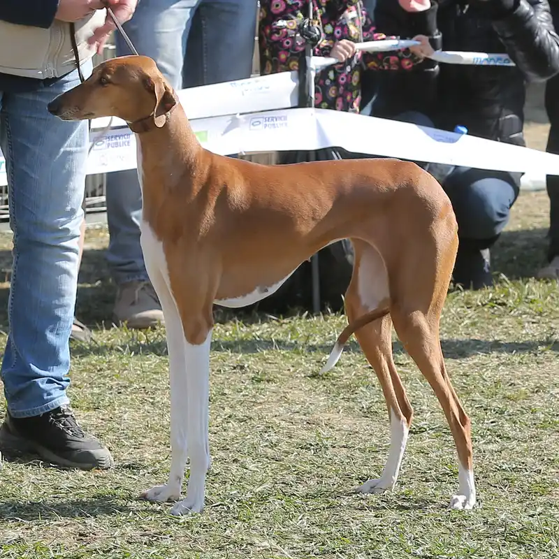Azawakh - Hound breed known for being Elegant and Independent