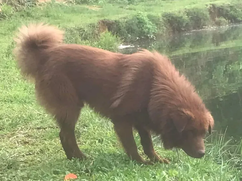 Bac Ha, a 89% match to Cane Paratore