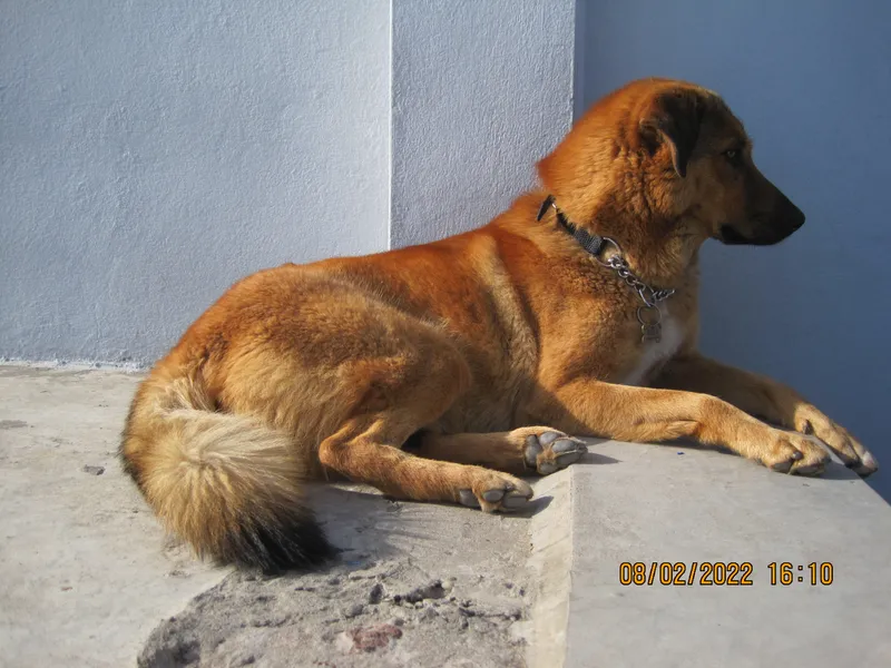 Bakharwal Dog, a 90% match to Armenian Gampr