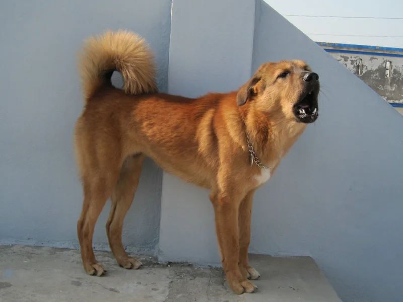 Bakharwal Dog photo thumbnail 2