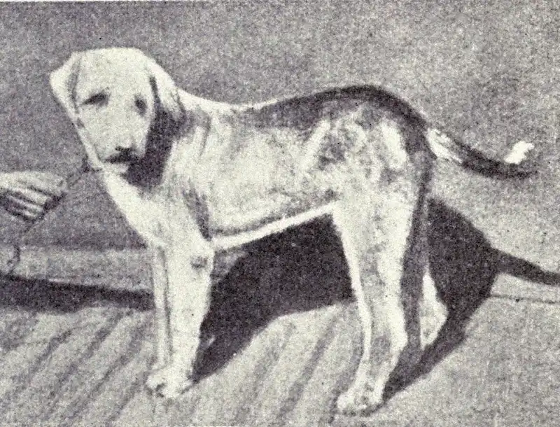 Banjara Hound - Sighthound breed known for being Agile and Alert