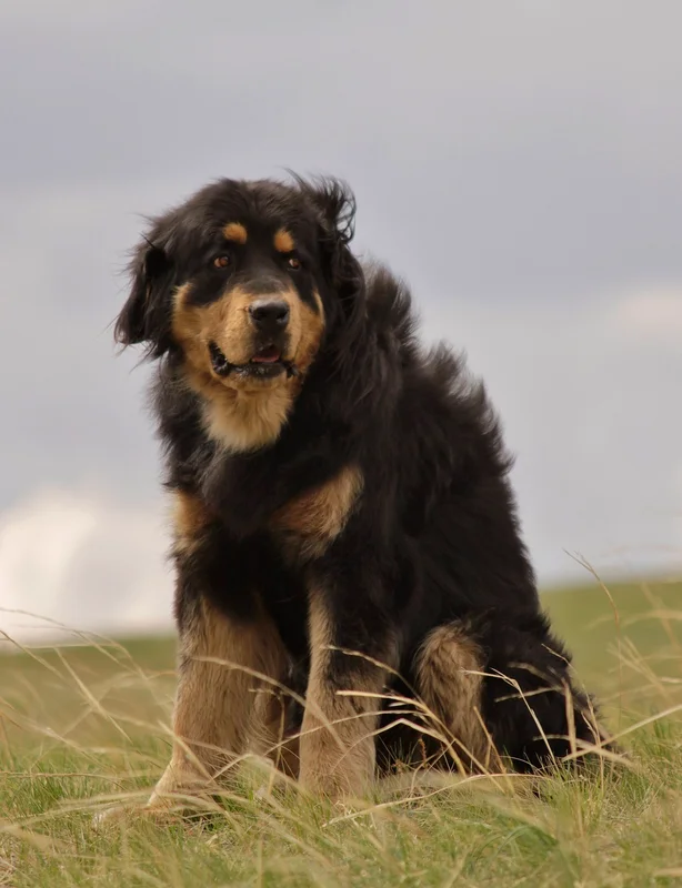 Bankhar Dog, a 89% match to Aidi