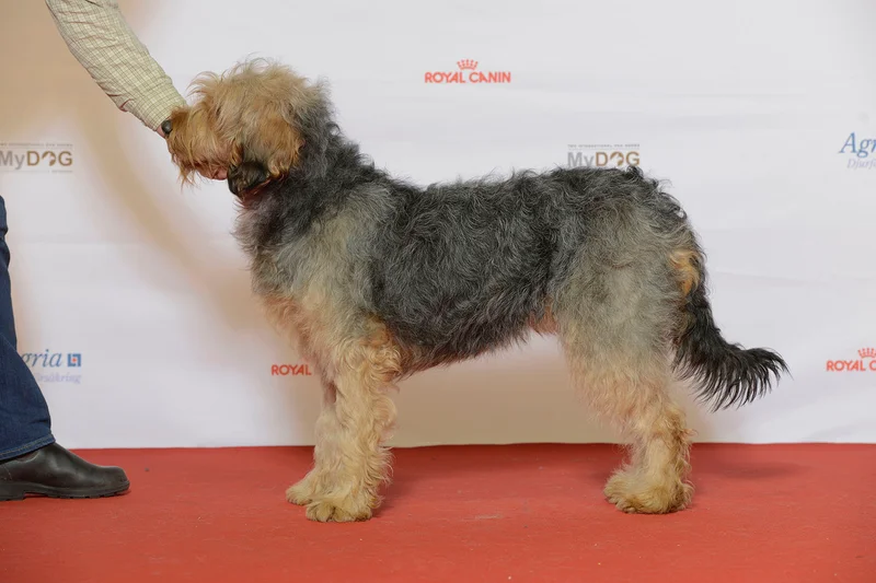 Bosnian Coarse-Haired Hound - Scenthounds breed known for being Courageous and Intelligent