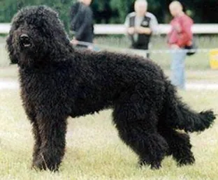 Barbet - Sporting breed known for being Affectionate and Intelligent