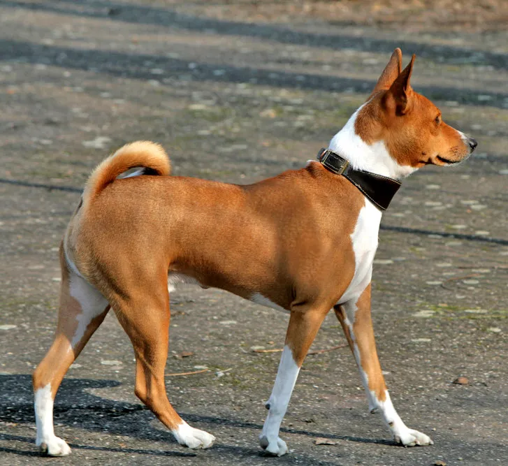 Basenji photo thumbnail 1
