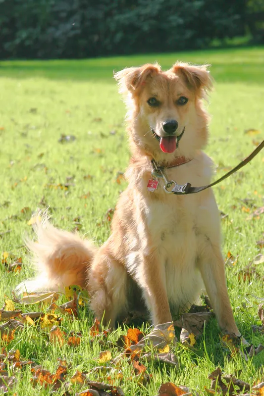 Basque Shepherd Dog photo thumbnail 1