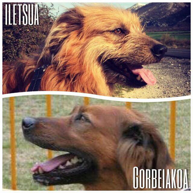 Basque Shepherd Dog photo thumbnail 2