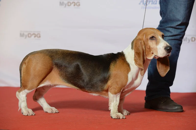 Basset Artesien Normand - Scenthound breed, Affectionate and Calm