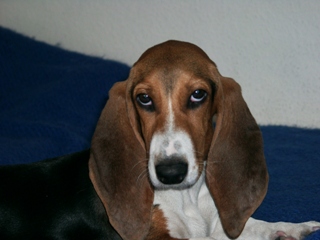Basset Artesien Normand photo thumbnail 3