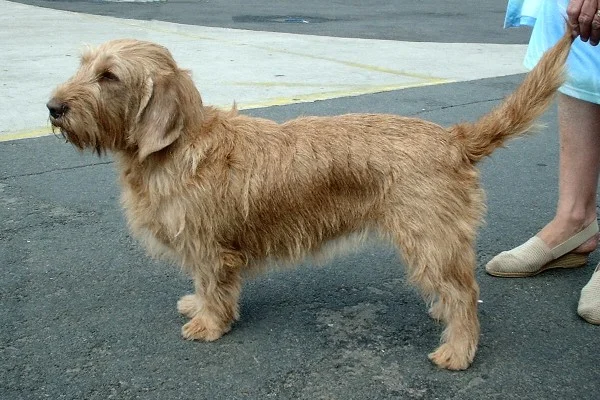 Basset Fauve de Bretagne - Hound breed known for being Affectionate and Brave