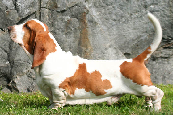 Basset Hound - Hound breed known for being Affectionate and Gentle