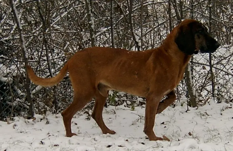 Bavarian Mountain Hound photo thumbnail 1