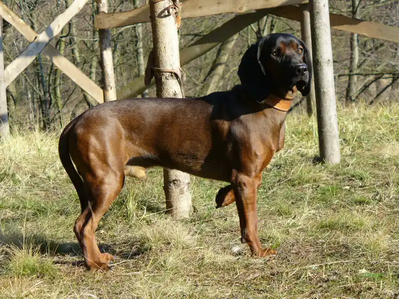 Bavarian Mountain Hound photo thumbnail 3