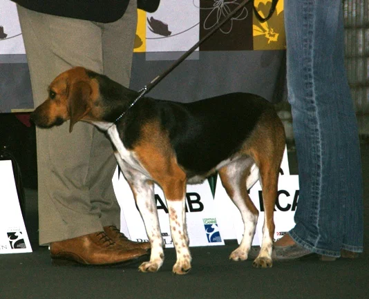 Beagle-Harrier photo thumbnail 2