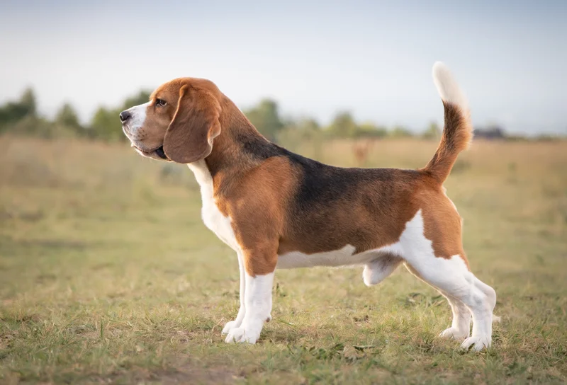 Beagle - Hound breed, Affectionate and Curious