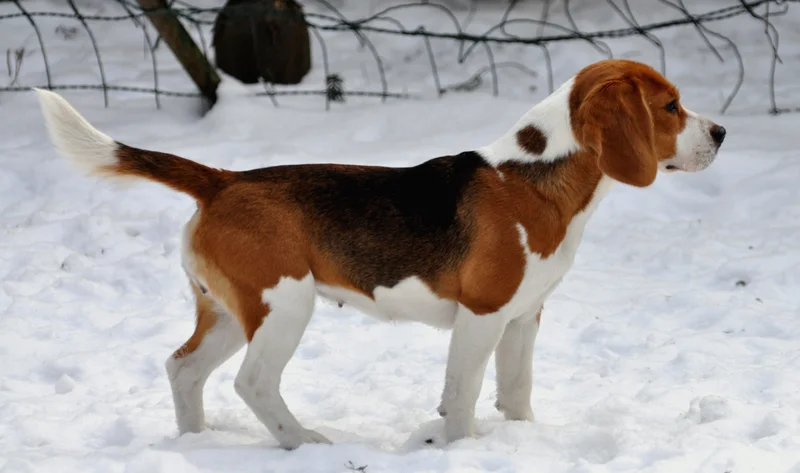 Beagle photo thumbnail 2