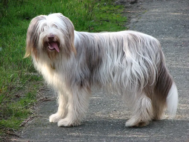 Bearded Collie, a 89% match to Schapendoes