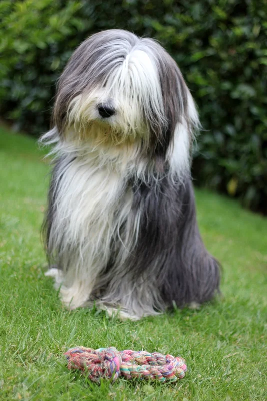 Bearded Collie photo thumbnail 4